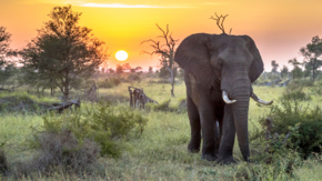 Südafrika Kruger Nationalpark Elefant iStock CreativeNature_nl